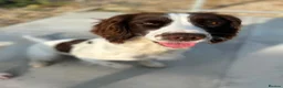 English Springer Spaniel dogs for sale: Two fabulous springer spaniels girls - Advert 15