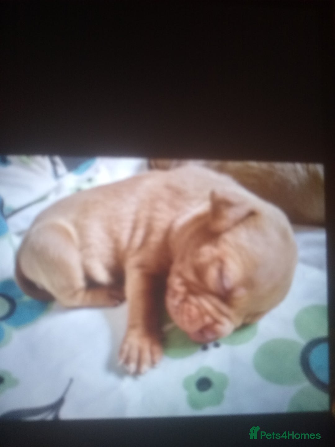 Mixed Breed dogs for sale: 4 beautiful pocket bully/mixed - Image 10
