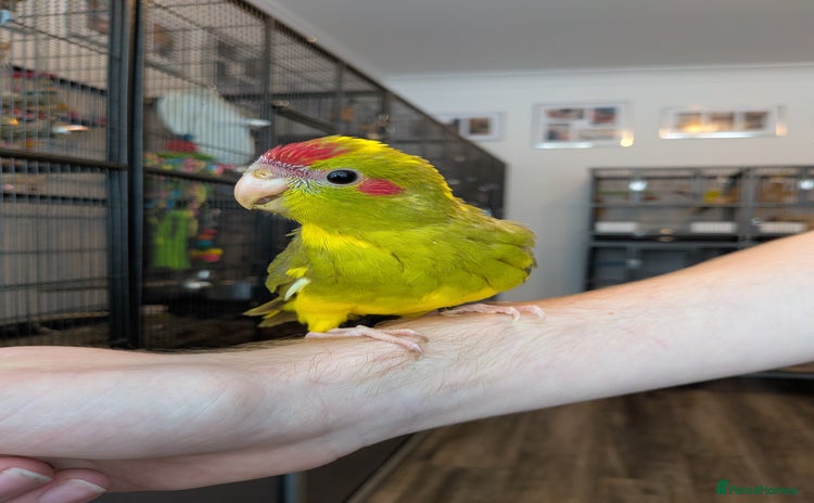 Parakeets birds - Advert 2