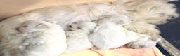 Maltese dogs for sale: Beautiful Maltese girl  - Advert 16