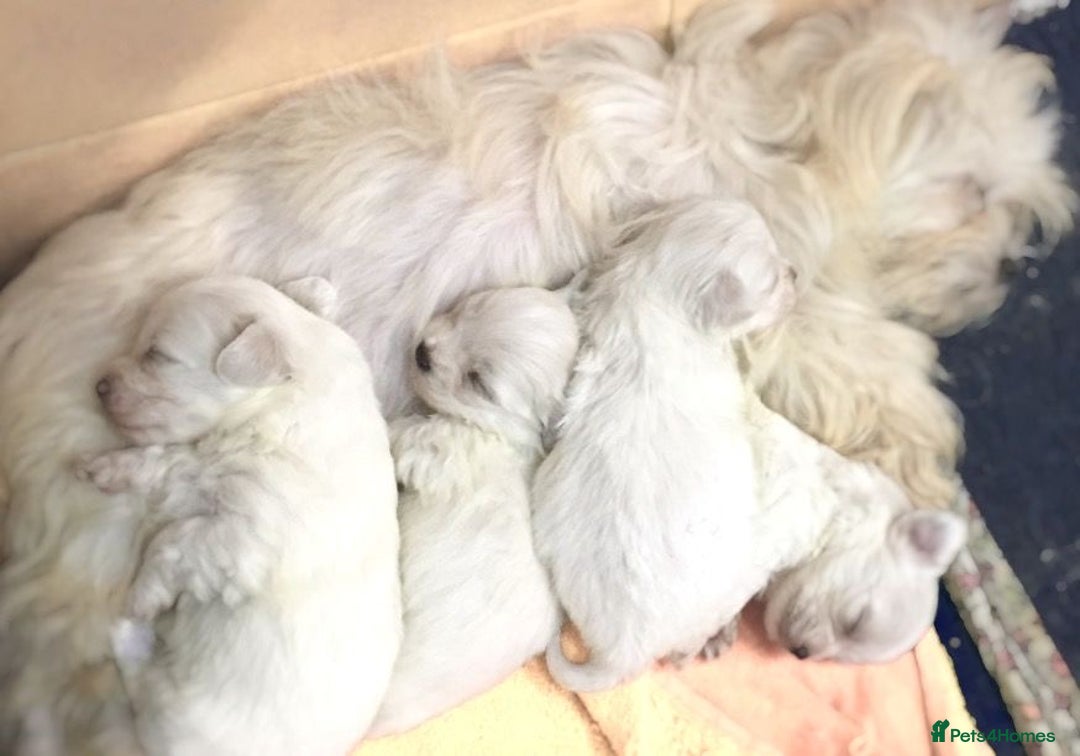 Maltese dogs for sale: Beautiful Maltese girl  - Advert 16