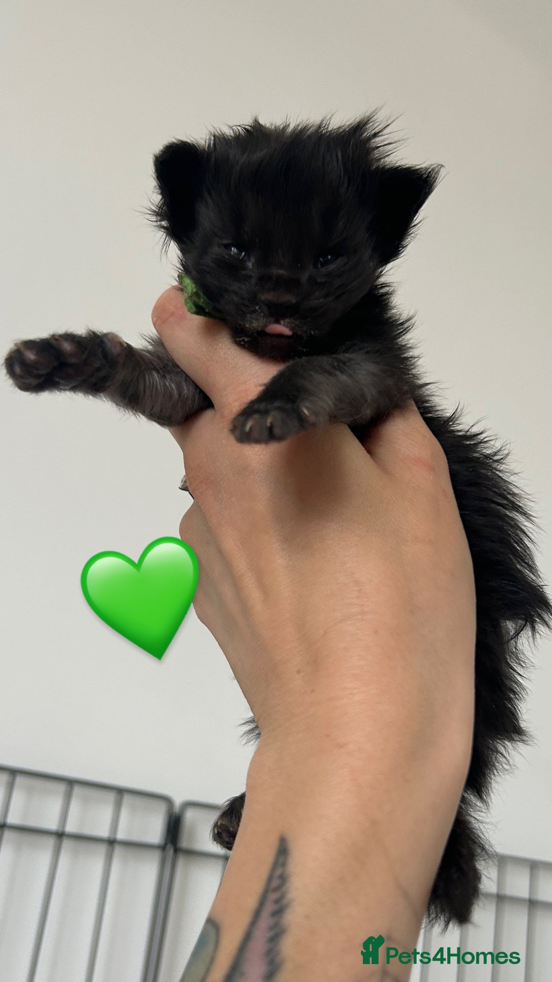 Maine Coon cats for sale: Black smoke mainecoon kittens - Image 6