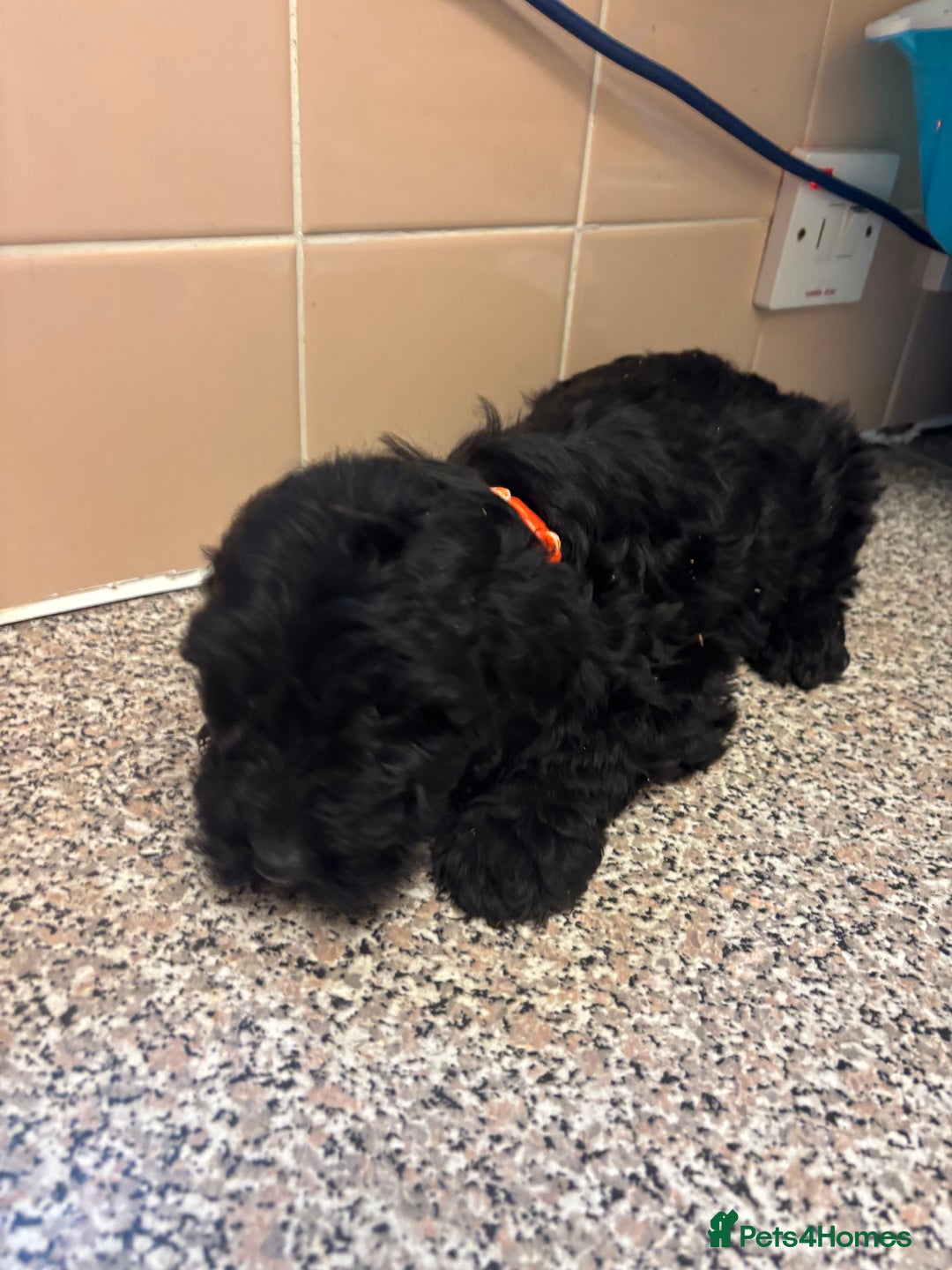 Mixed Breed dogs for sale: Sproodles - Image 8