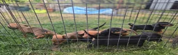 Dachshund dogs for sale: 4 MINIATURE DASCHOUNDS LEFT  - Advert 8