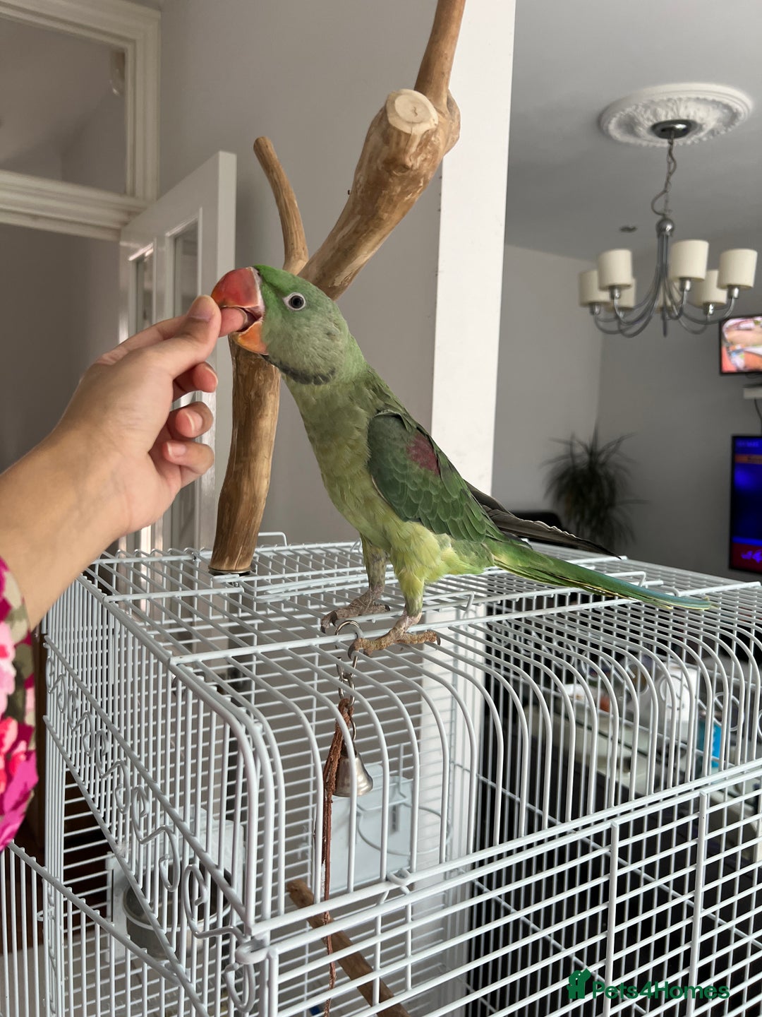 Parrots birds for sale: Green ring neck parrot 🦜  - Image 2