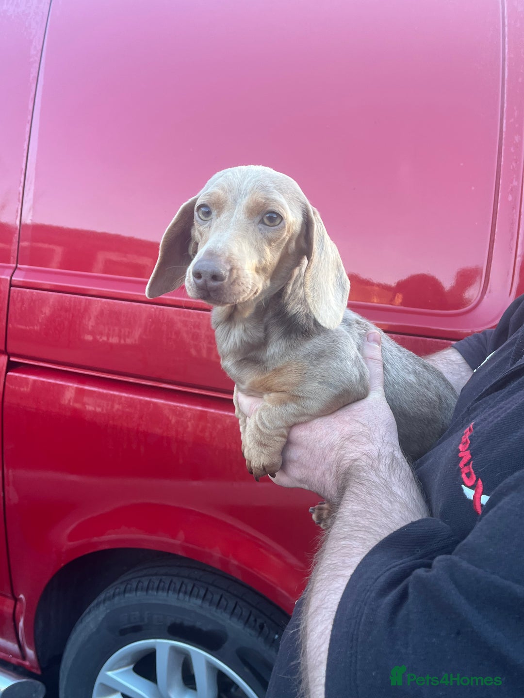 Miniature Dachshund dogs for sale: miniature pedigree dachshund for sale  - Advert 3