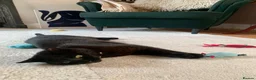 Mixed Breed cats for sale: Friendly, healthy young Milo seeking loving home - Advert 11