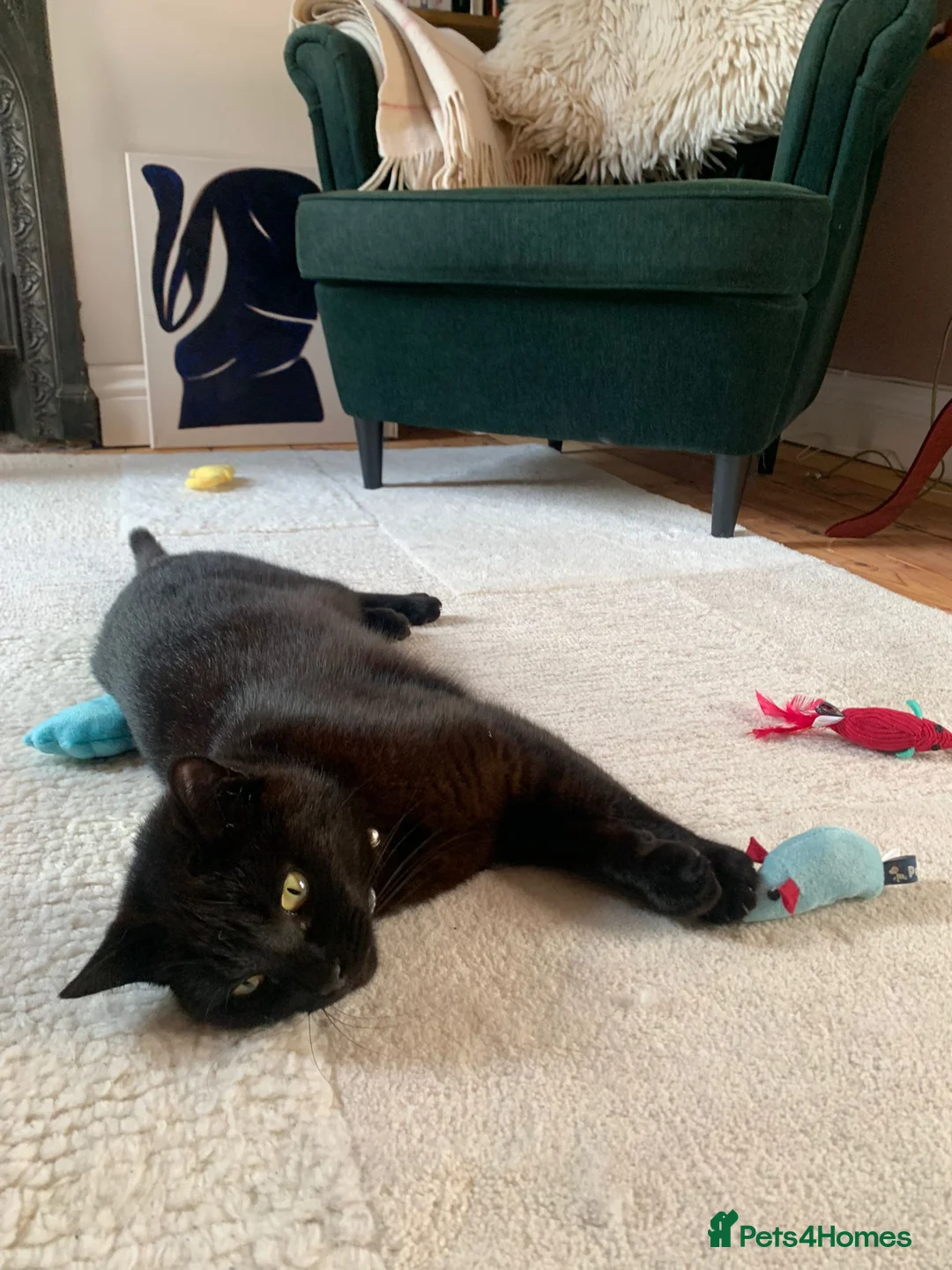 Mixed Breed cats for sale: Friendly, healthy young Milo seeking loving home - Advert 11