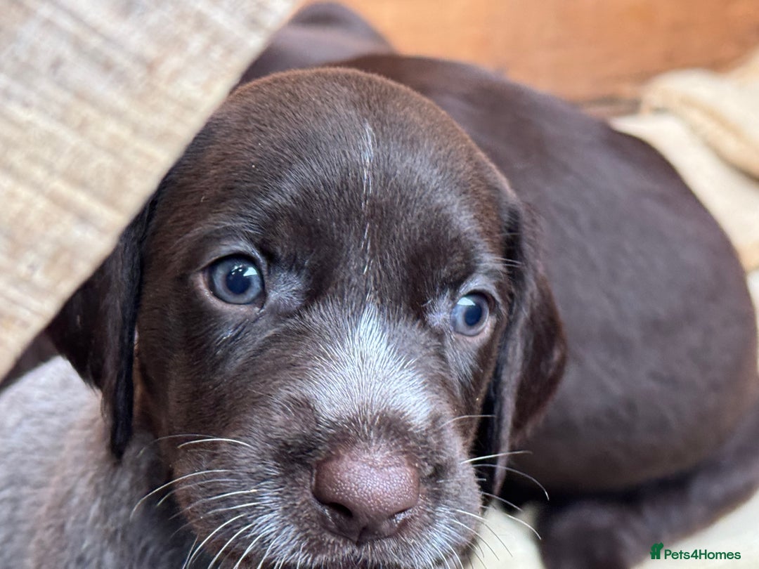 German Wirehaired Pointer dogs for sale: German Wire-haired Pointers of sale - Image 8