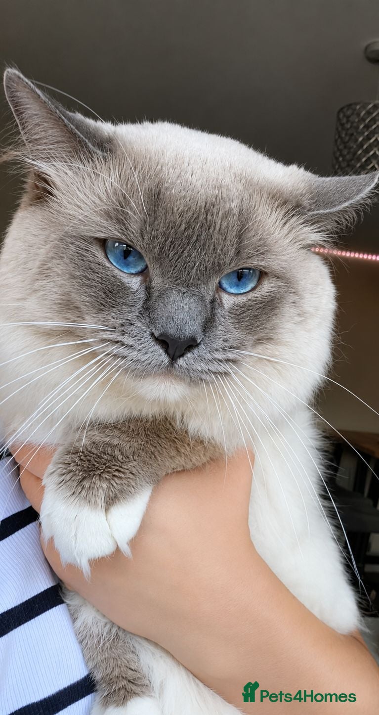 Ragdoll cats  Outstanding Blue Point Ragdoll Stud – £250  - Advert 1