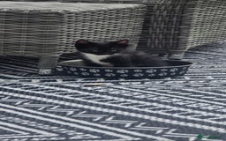 British Shorthair cats for sale: ***150***ONO Beautiful kittens need a new home. - Image 12