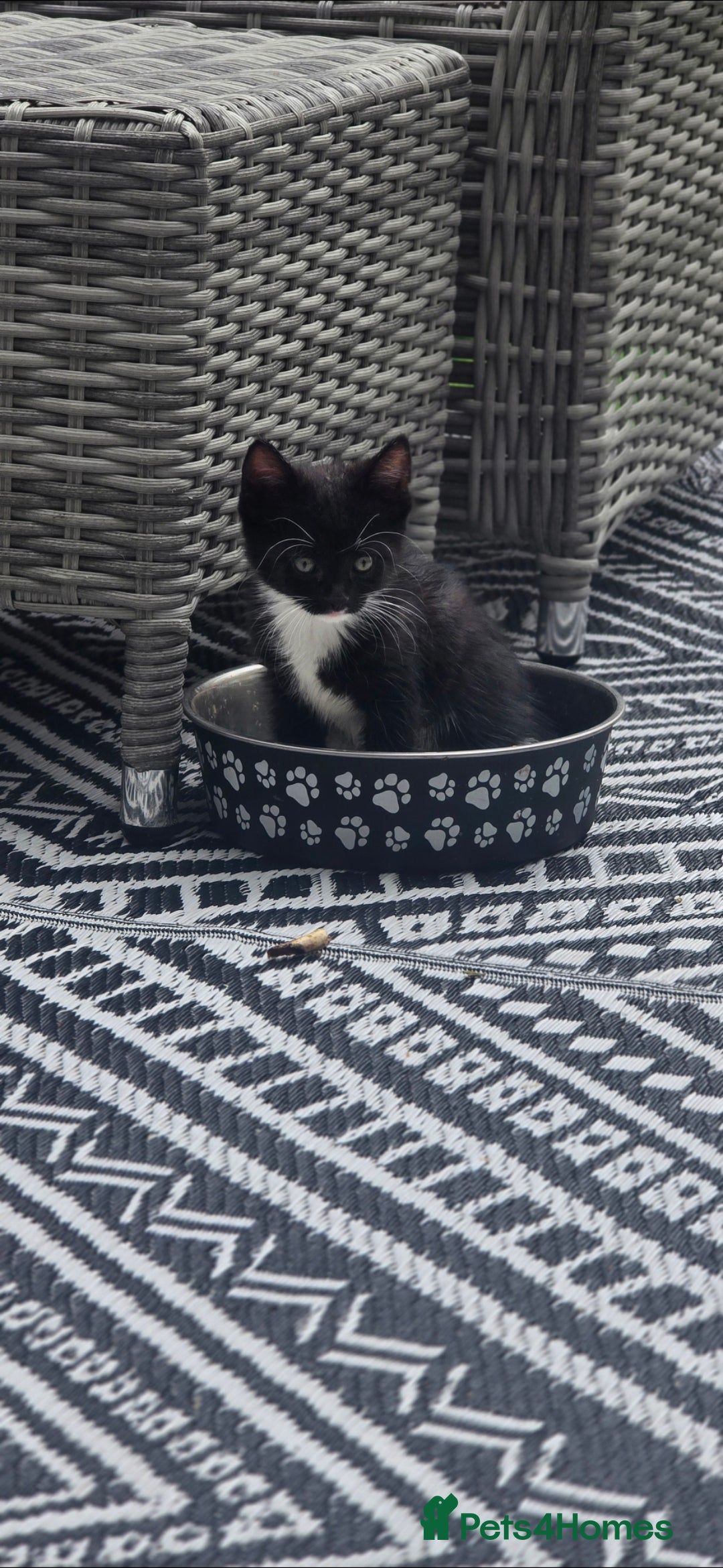 British Shorthair cats for sale: ***150***ONO Beautiful kittens need a new home. - Image 12