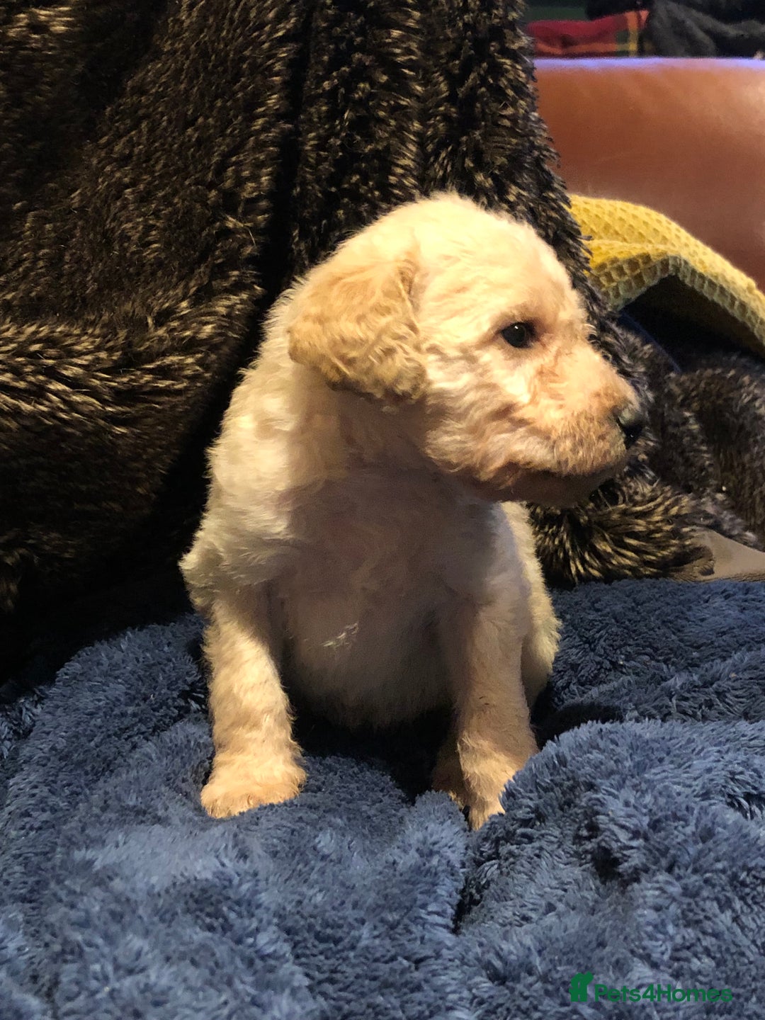 Labradoodle dogs for sale: READY NOW TOP QUALITY Standard F1 Labradoodles - Advert 22