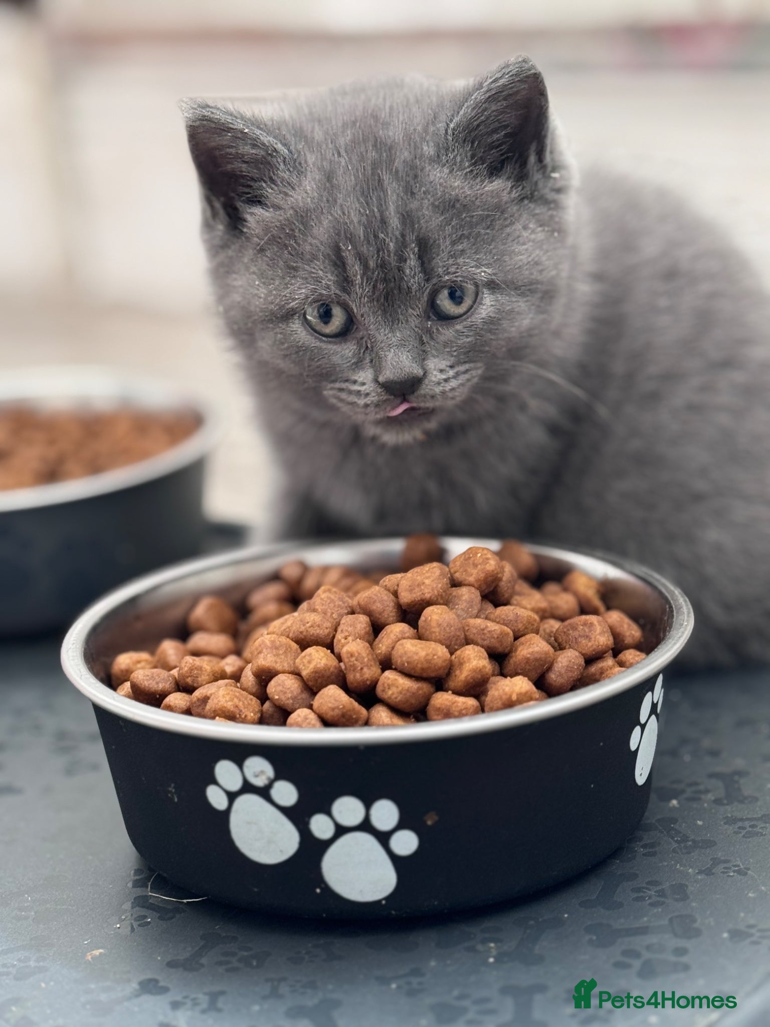 British Shorthair cats Pure British shorthair kittens - Advert 2