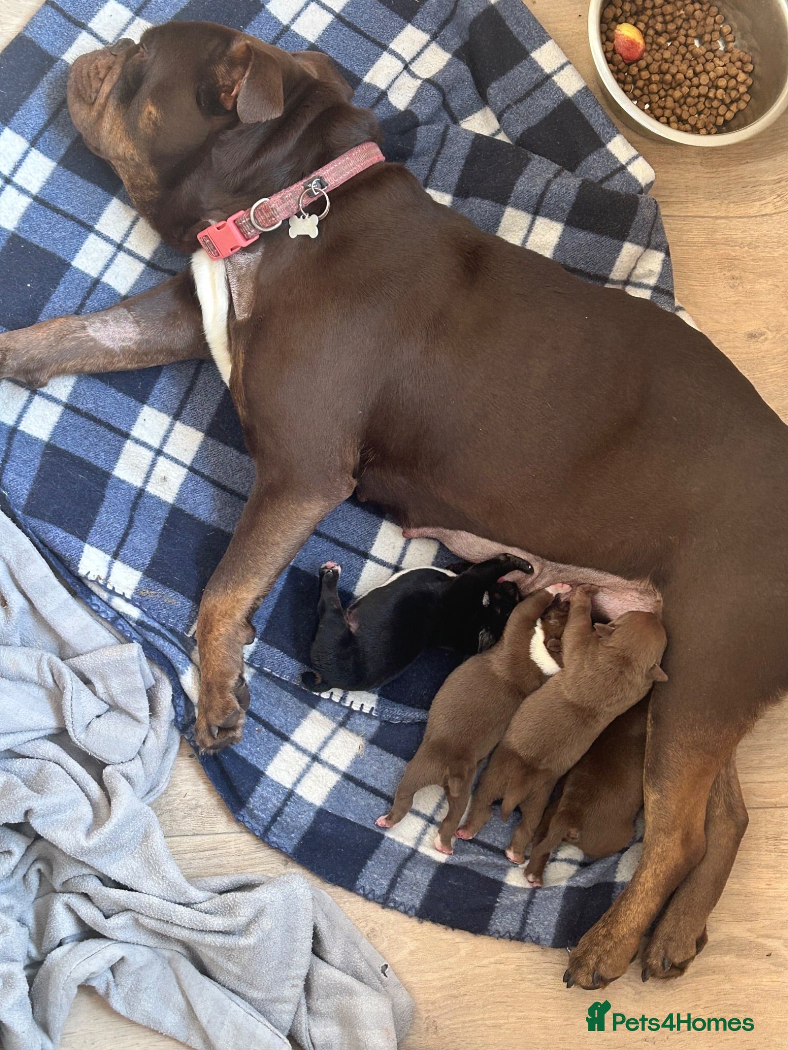 Mixed Breed dogs Old English bulldogs - Advert 3