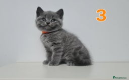 British Shorthair cats for sale: 4x British Short-hair kittens - Image 4