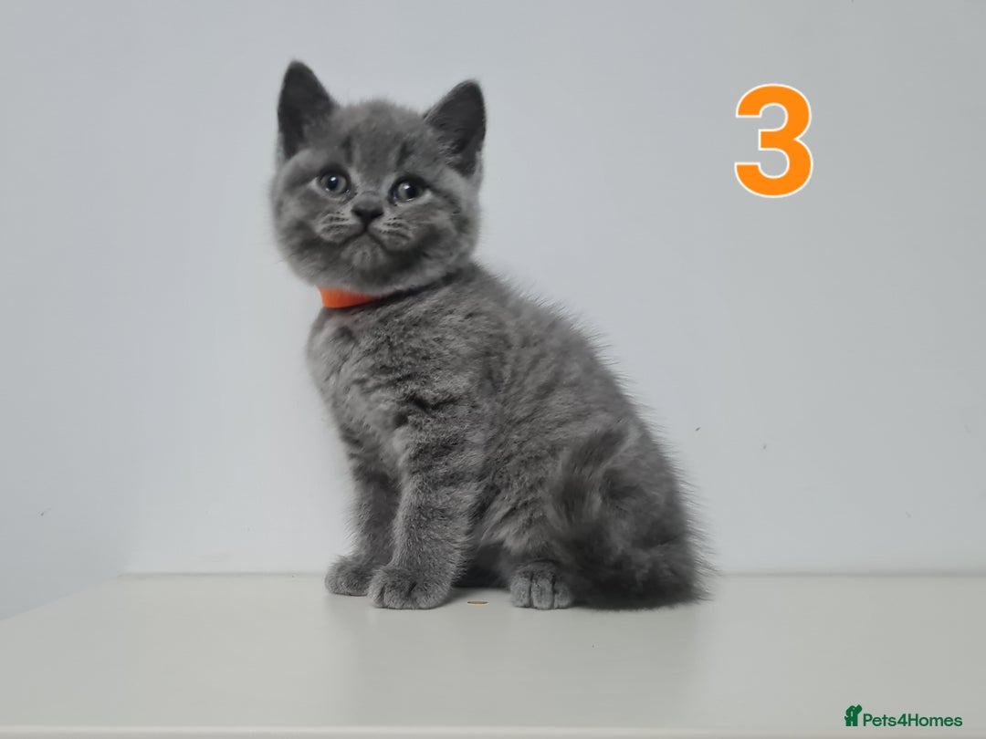British Shorthair cats for sale: 4x British Short-hair kittens - Image 4