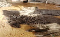 British Longhair cats for sale: Gorgeous Blue British longhair kittens - Image 6