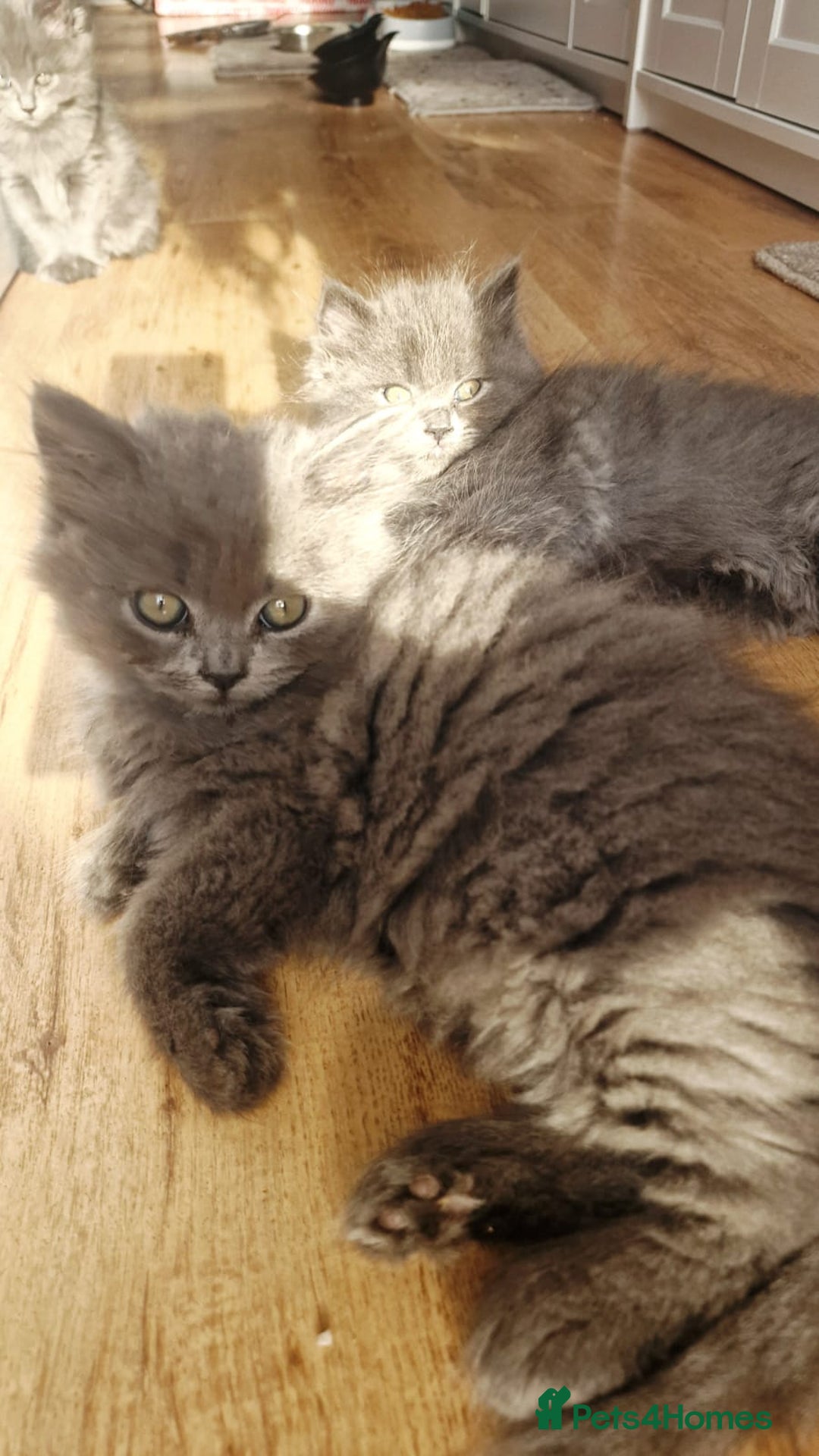 British Longhair cats for sale: Gorgeous Blue British longhair kittens - Image 6