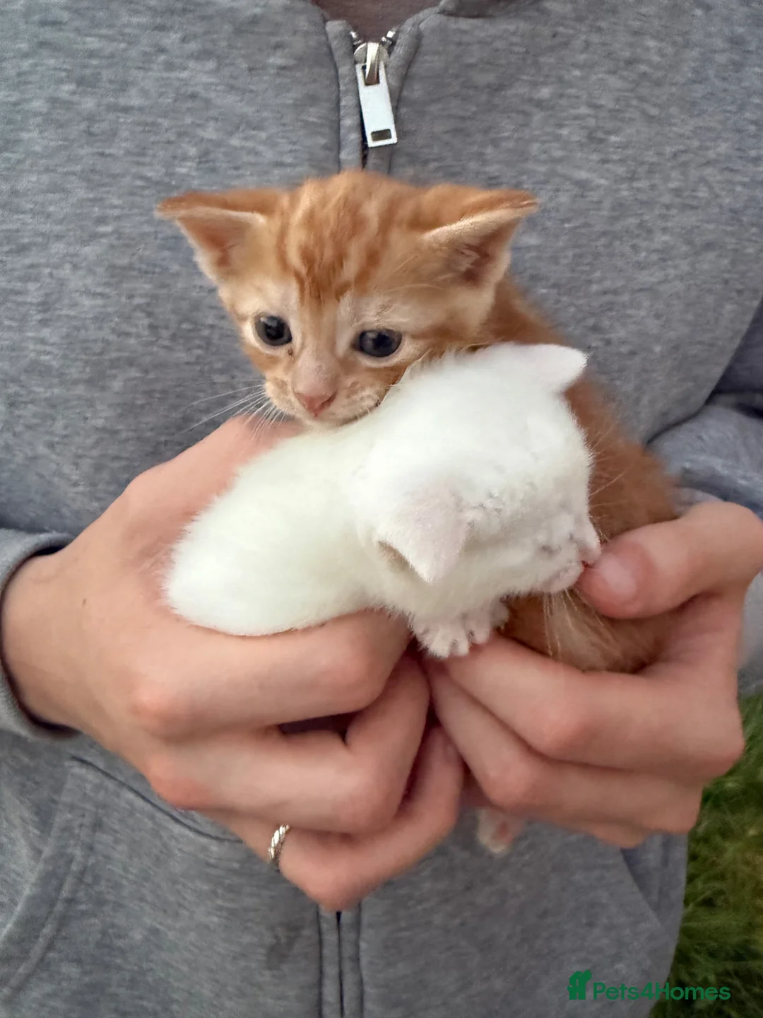 Mixed Breed cats for sale: Ginger cat in London - Advert 1