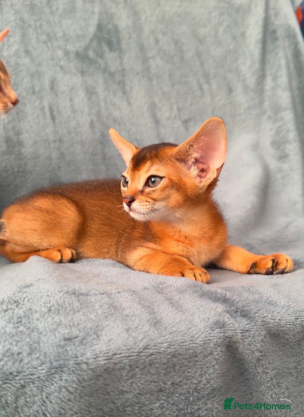 Abyssinian cats Gorgeous Abyssinian ruddy girls🤎❤️ - Advert 2