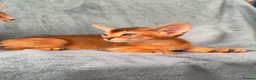 Abyssinian cats for sale: Gorgeous Abyssinian ruddy girls🤎❤️ - Advert 2