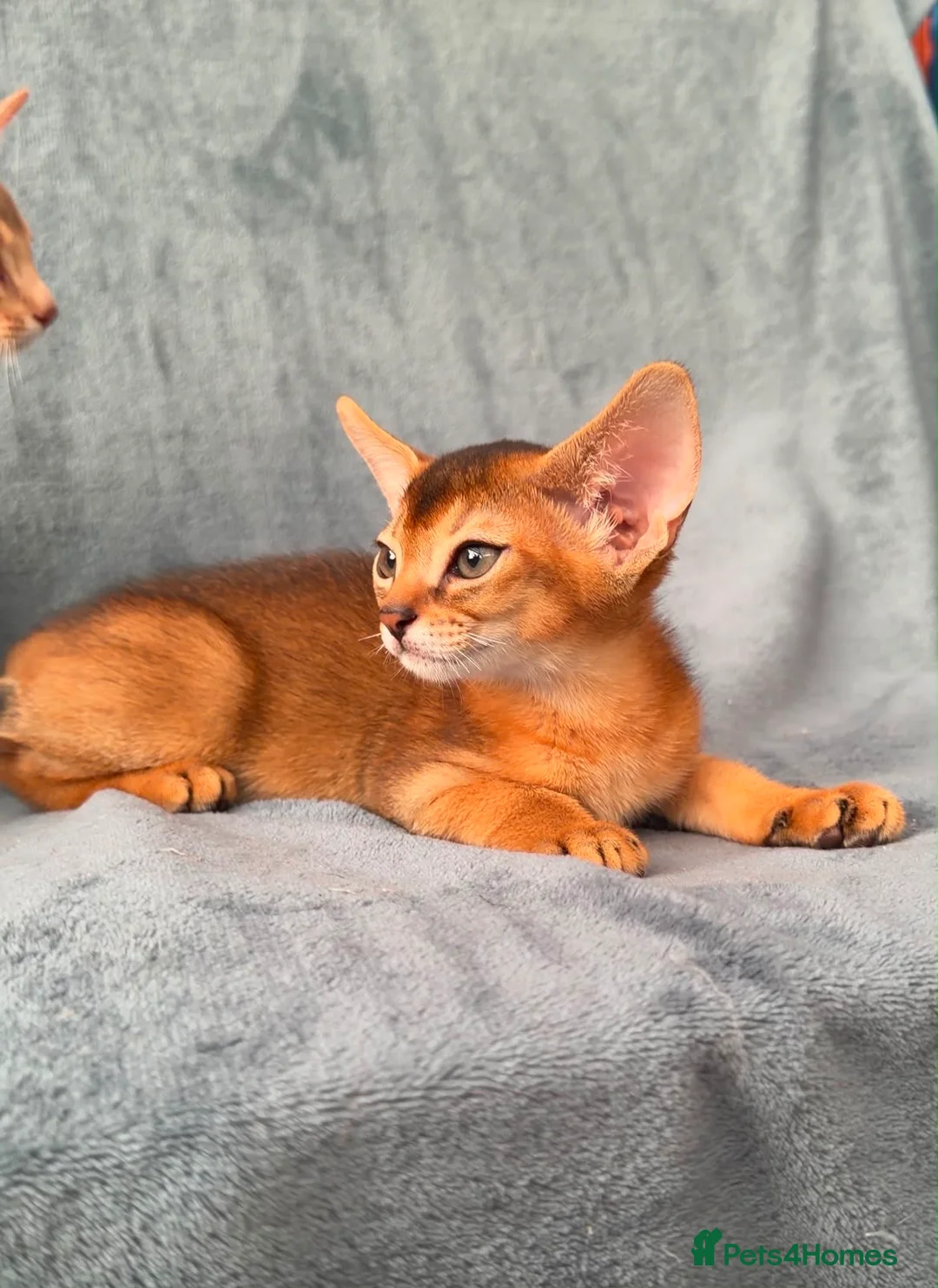 Abyssinian cats for sale: Gorgeous Abyssinian ruddy girls🤎❤️ - Advert 2