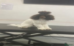 Toy Poodle dogs for stud: RICK JAMES choc parti toy poodle for stud  - Image 2