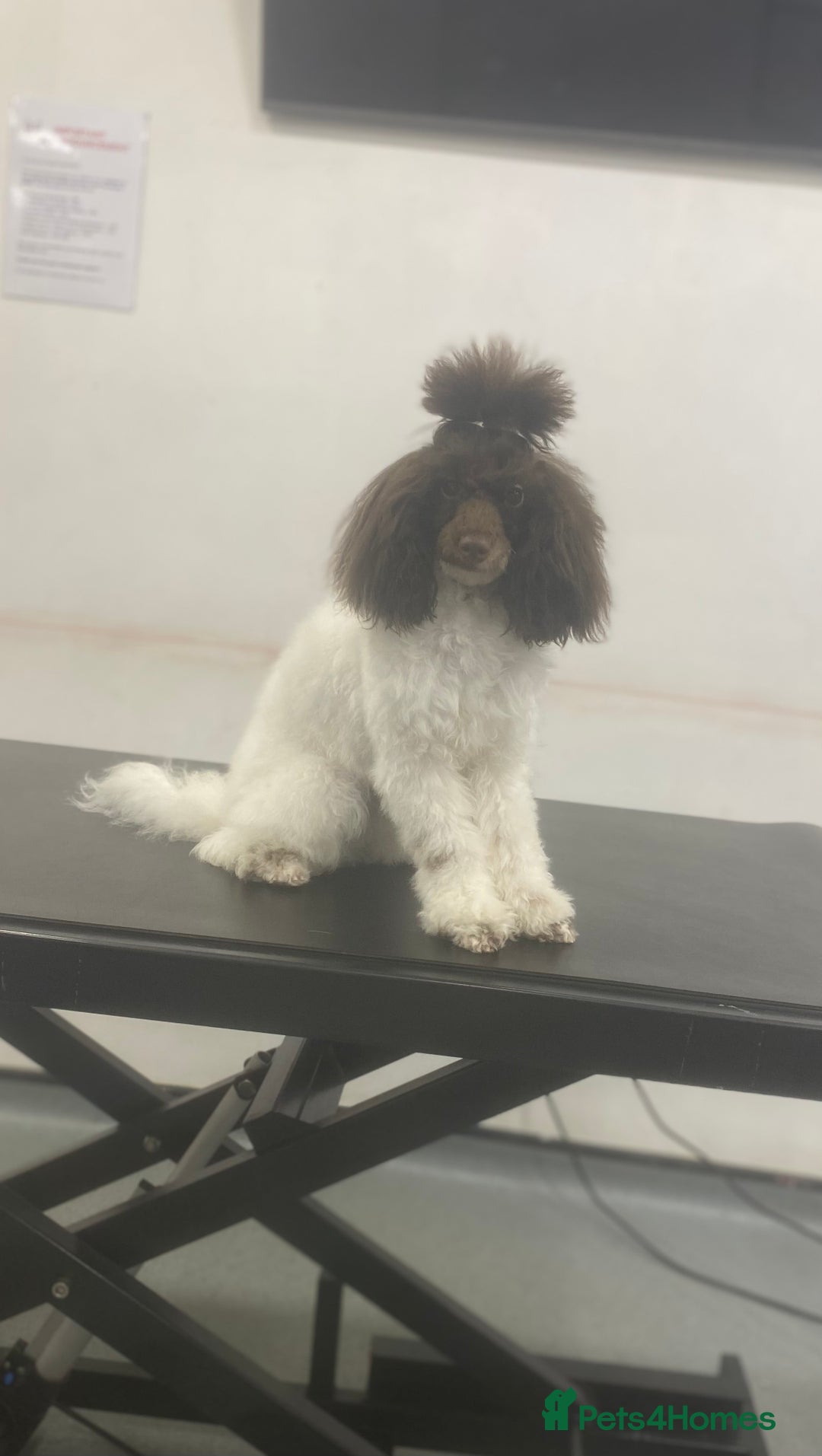 Toy Poodle dogs for stud: RICK JAMES choc parti toy poodle for stud  - Image 2