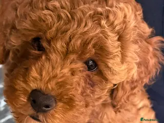 Maltipoo dogs Red mini maltipoo F1b puppies 😍💙💓 - Advert 8