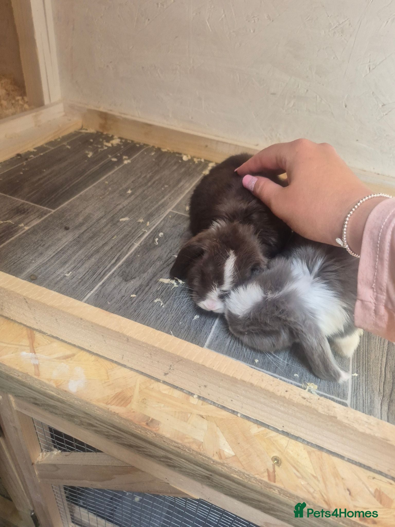 Mini Lop rabbits Mini lop  - Advert 10
