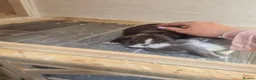 Mini Lop rabbits for sale: Mini lop  - Advert 1