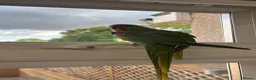Parrots birds for sale: Kiwi 🥝  - Advert 1