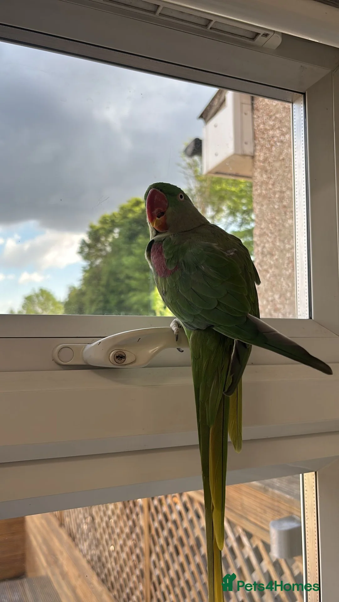 Parrots birds for sale: Kiwi 🥝  - Advert 1