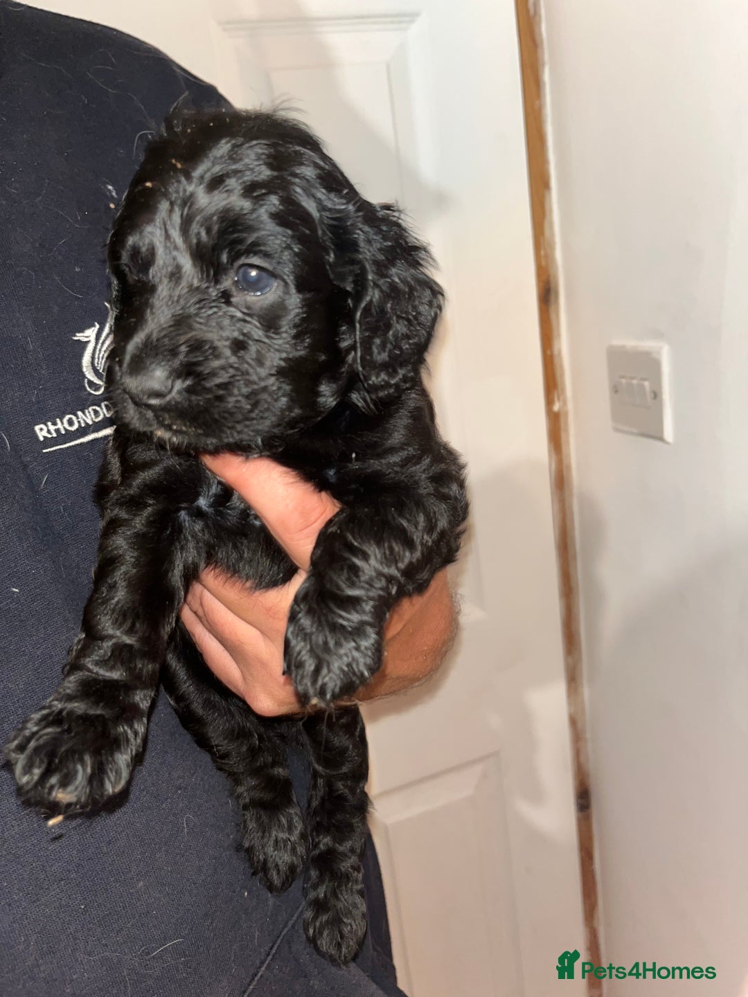 Cockapoo dogs for sale: 💫✨🐶🐾Gorgeous F1B Cockapoos🐾🐶✨💫 - Image 10