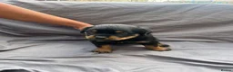 Rottweiler dogs for sale: Rottweiler pups - Advert 21