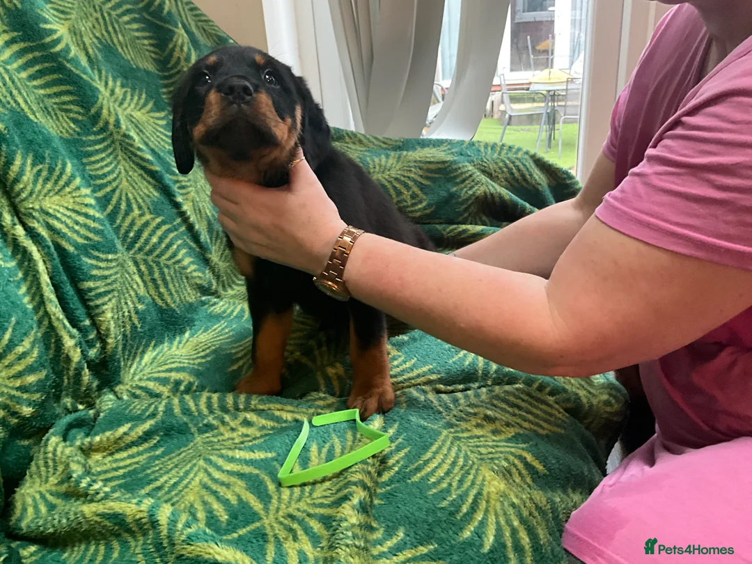 Rottweiler dogs for sale: Rottweiler puppies - Advert 17