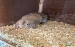 Mini Lop rabbits for sale: 2 beautiful baby mini lops for sale  - Image 3