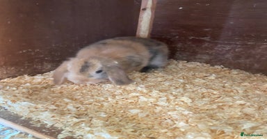 Mini Lop rabbits - Advert 14