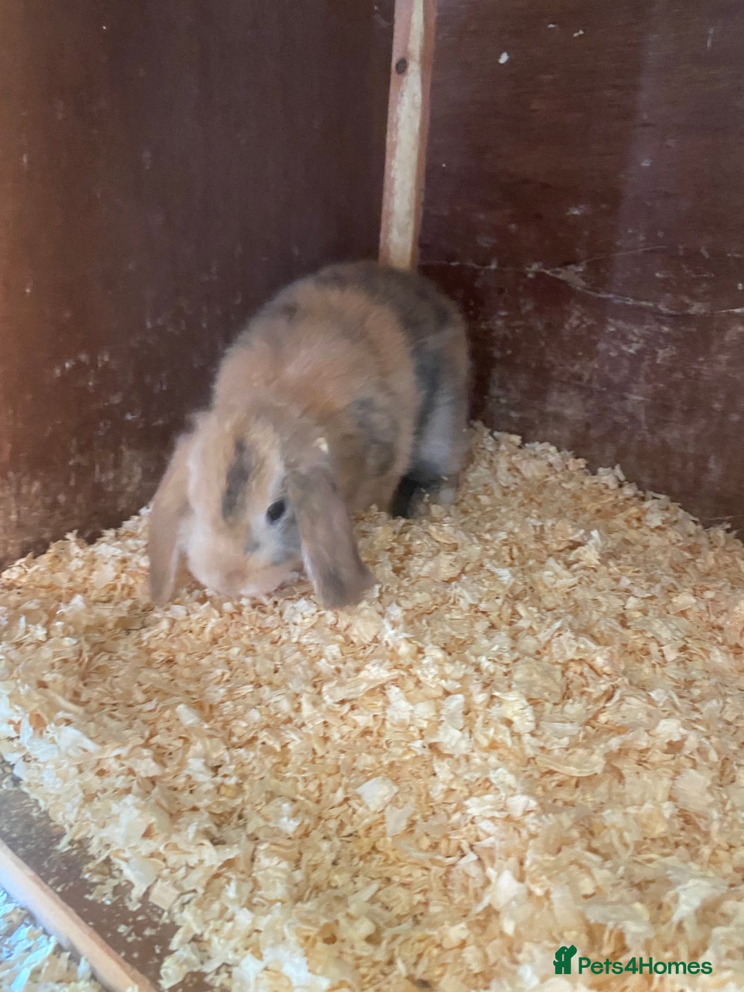 Mini Lop rabbits for sale: 2 beautiful baby mini lops for sale  - Image 3
