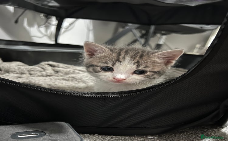 Domestic Shorthair cats - Advert 2