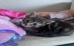 Mixed Breed cats for sale: Kittens for sale  - Image 1
