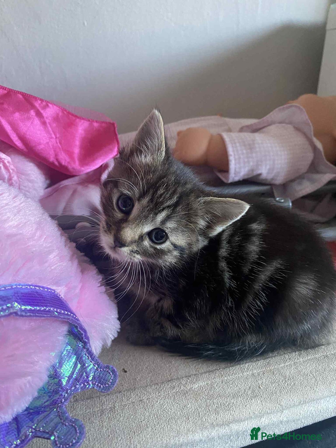 Mixed Breed cats for sale: Kittens for sale  - Image 1