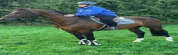 British Warmblood horses for sale: Everyone Needs A Guinness  - Advert 8