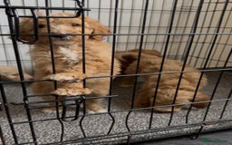 Goldendoodle dogs for sale: STUNNING GOLDEN DOODLES READY NOW - Image 4
