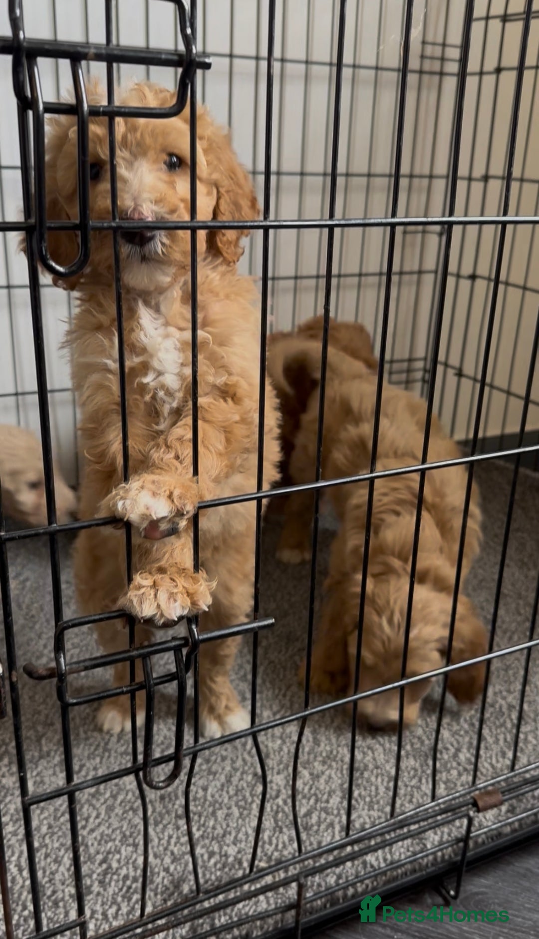 Goldendoodle dogs for sale: STUNNING GOLDEN DOODLES READY NOW - Image 4