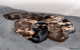 Cocker Spaniel dogs for sale: 5 beautiful all different cocker spaniels  - Image 1
