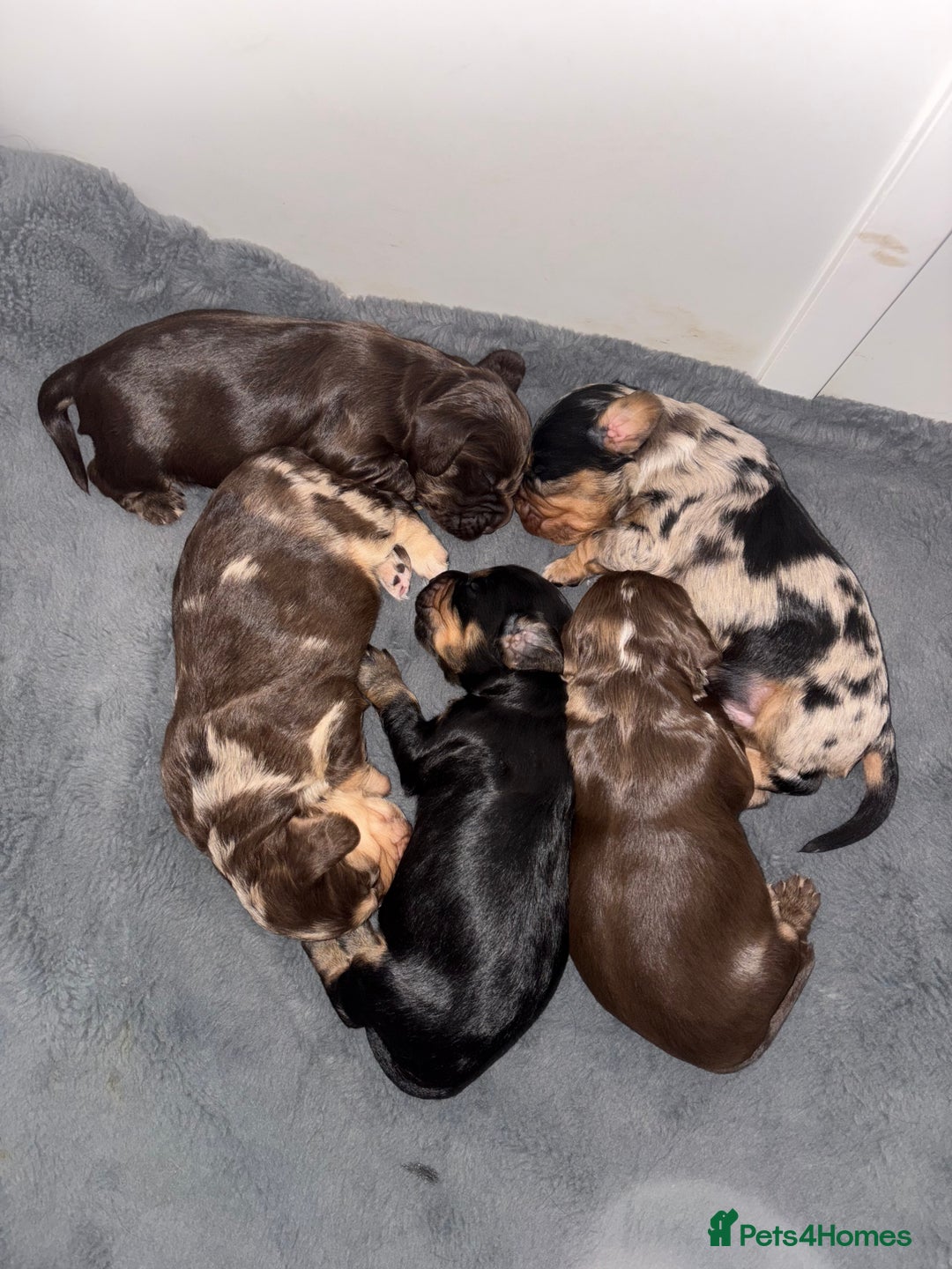 Cocker Spaniel dogs for sale: 5 beautiful all different cocker spaniels  - Image 1