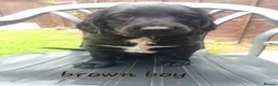 Sprocker dogs for sale: Sprocker Puppies READY NOW ✨️ - Advert 11