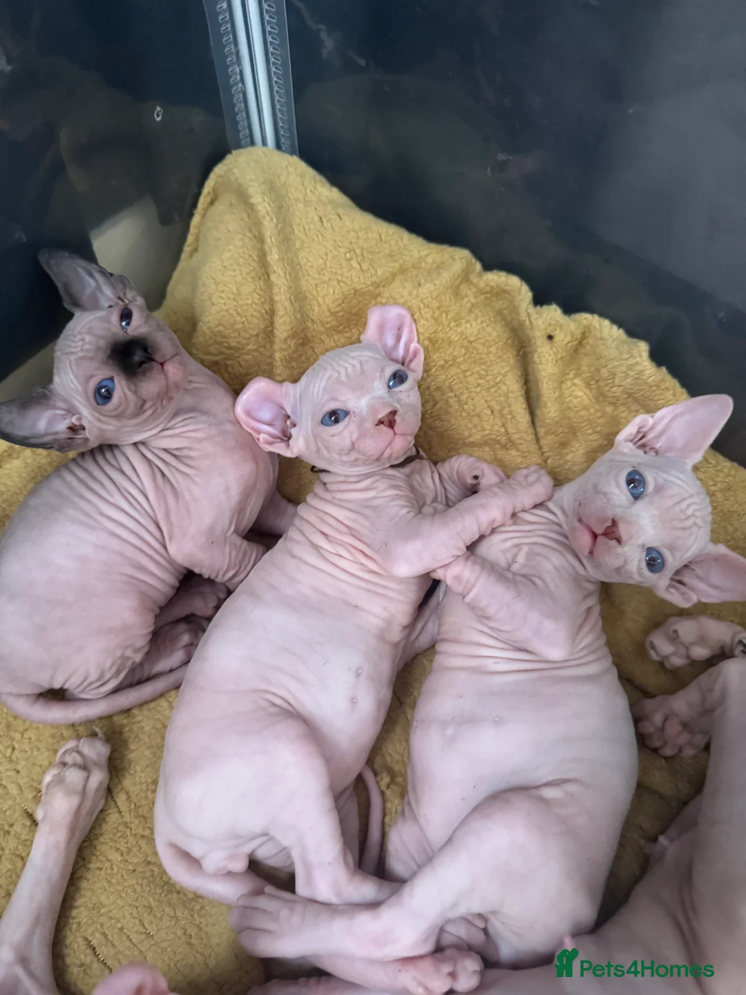 Sphynx cats for sale: Sphynx and Elf kittens🔥 - Advert 6